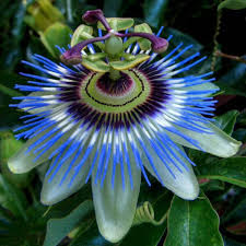This Flower Is Called Krishna Kamal Passion Flower It Has 100 Violet Leaves Called Kaurava In The Blue Passion Flower Unusual Flowers Passion Fruit Flower