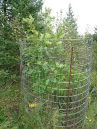 Tubes act like a mini greenhouse increasing growth by as much as. Diy Tree Tubes Michigan Sportsman Forum