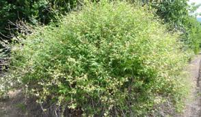 Image result for Kerria