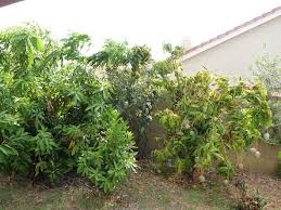 Proper pruning, fertilization, and irrigation is the solid foundation to build healthier and more vigorous fruit trees. Growing Mangoes