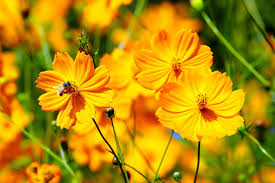 We did not find results for: How To Grow Cosmos Flowers Greenmylife