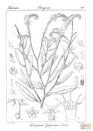 Image result for Heliotropium zeylanicum