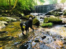 Maybe you would like to learn more about one of these? My Pupper Cooling Off At Susquehanna State Park Maryland