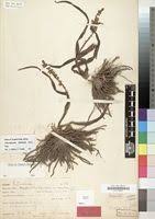 Image result for Chlorophytum africanum