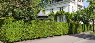 Baumpflege Baumschnitt Und Baumfallung Garten Gartenpflege Baumpflege Inspirationen Baumschnitt Baumfallung Friedrichs Gartenpflege Baum Garten