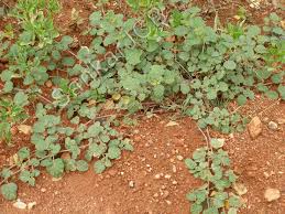 Image result for Boerhavia diffusa