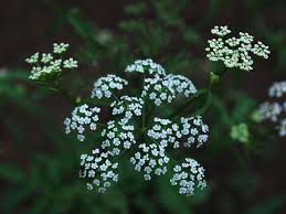 Image result for Berula thunbergii