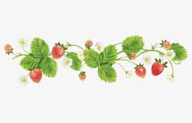 Free Strawberries Clip Art With No Background Clipartkey 900 x 880 png 673 kb. free strawberries clip art with no