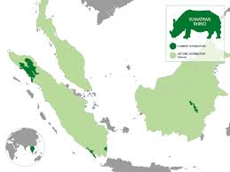 We would like to show you a description here but the site won't allow us. Sumatran Rhino Species Wwf