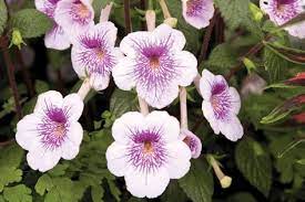 A Ambroise Verschaffelt Agm Image Floramedia African Violets Water Plants Annual Flowers