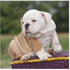 This is a popular breed with a long history. English Bulldog For Sale In Texas Bulldog Puppies For Sale Bulldog Puppies English Bulldog Puppies
