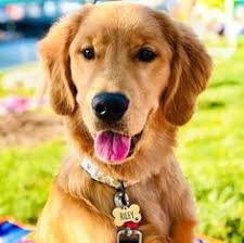 Use them as wallpapers for your mobile or desktop screens. 100 Ide Anjing Lucu Di 2021 Anjing Lucu Anjing Lucu