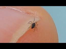 Image result for pokoutnik st job 