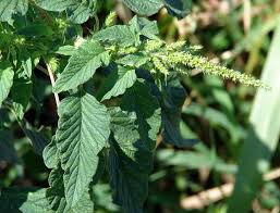 Image result for Amaranthus dubius
