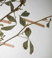 Image result for Cyamopsis tetragonoloba