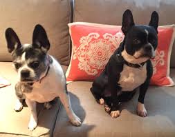 Rags to royals rescue saves ragged, sick and abused french bulldogs and english bulldogs. French Bulldog Rehoming