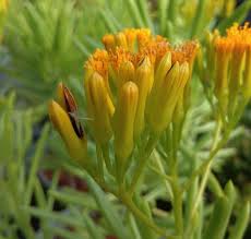 Image result for Senecio barbertonicus