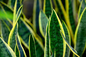 Sansevieria atau lidah mertua adalah marga tanaman hias yang cukup populer sebagai penghias bagian dalam rumah karena tanaman ini dapat tumbuh dalam kondisi yang sedikit air dan cahaya matahari. Sansevieria Stuckyi Jenis Lidah Mertua Yang Mengeluarkan Aroma Wangi Halaman All Kompas Com