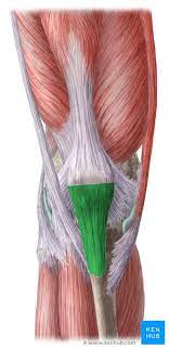 More collection of amazing diagrams is available in our site just look it up on the key word search. Patellar Tendon Anatomy Origin Insertion Function Kenhub