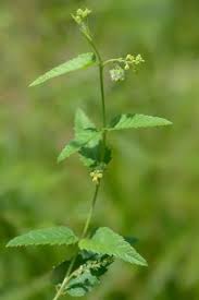 Image result for Tragia brevipes