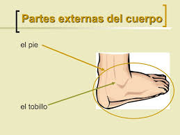 Distinguimos la planta (o bóveda plantar) y el dorso, un. Las Partes Del Cuerpo Ppt Descargar