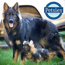 For example, white german shepherd puppies for sale, black german shepherd do your breeders ship german shepherd puppies out of state? Custom German Shepherd Stuffed Animals Petsies Official Site