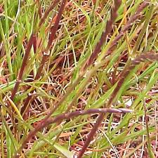 Image result for Microchloa