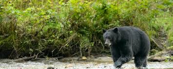 American Black Bear International Association For Bear