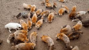 Image result for foxes images