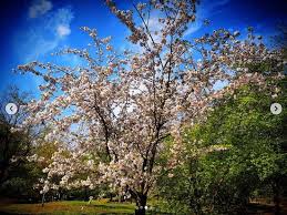 Ein highlight ist die kirschblüte im april. Japanischer Garten In Hasselt Belgien Japanese Tuin Hasselt Reisebewertungen Tripadvisor