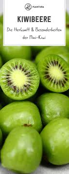 Mini Kiwi Herkunft Anbau Der Kiwibeere Mit Bildern Kiwi Beeren Kiwi Pflanzen