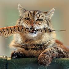 Meet The World S Oldest Cat Aged 26 Who Was Adopted From A Shelter Old Cats Cat Ages Cats
