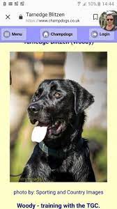 Lancaster puppies has your labradoodle puppy. Labrador Pups For Sale Durham County Durham Pets4homes Labrador Puppies For Sale Pup Dogs