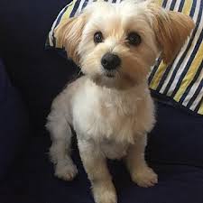 Check spelling or type a new query. East Hartford Ct Havanese Meet Phoebe A Pet For Adoption