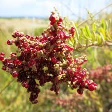 Image result for Rhagodia