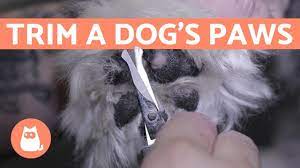 How To Trim A Dog S Paws And Legs Google Search Dog Paws Dog Paw Pads Grooming Yorkies