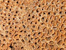 Image result for Melhania virescens