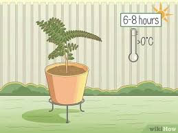 I bought miracle gro for azealas and rhodendras and followed directions. How To Grow Curry Leaves 13 Steps With Pictures Wikihow