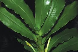 Image result for Cyrtorchis glaucifolia