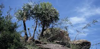 Image result for Plinthus karooicus