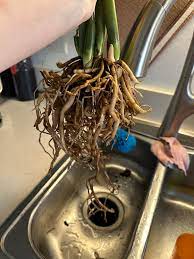 Do I cut the roots after untangling them?