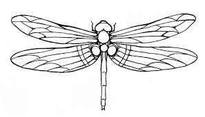 Dragonfly Outline Google Search Dragonfly Drawing Dragonfly Art Coloring Pages