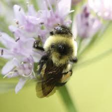 Native minnesota flowers for bees. Meet The Rusty Patched Bumblebee Minnesota S New Bee Ambassador Mpr News