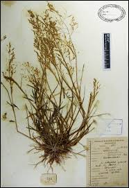 Image result for Eragrostis gangetica