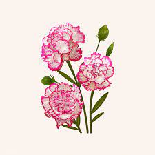 Illustration Drawing Of Dianthus Caryophyllus Premium Image By Rawpixel Com Carnation Drawing Flower Drawing Flower Bouquet Drawing