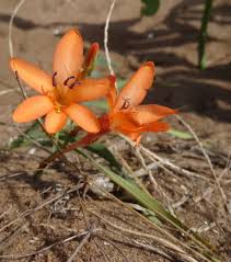 Image result for Tritonia moggii