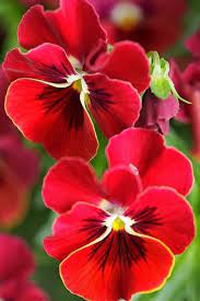 Red Pansy Beautiful Flowers Amazing Flowers Flowers