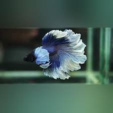 Halfmoon Rosetail Betta Betta Betta Fish Betta Fish Types