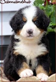 Check out the bernese mountain dog puppies featured below. Sdfz Bernese Mountain Dog Puppies For Sale Handmade Michigan