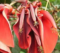 Image result for Fabaceae subfamily Papilionoideae